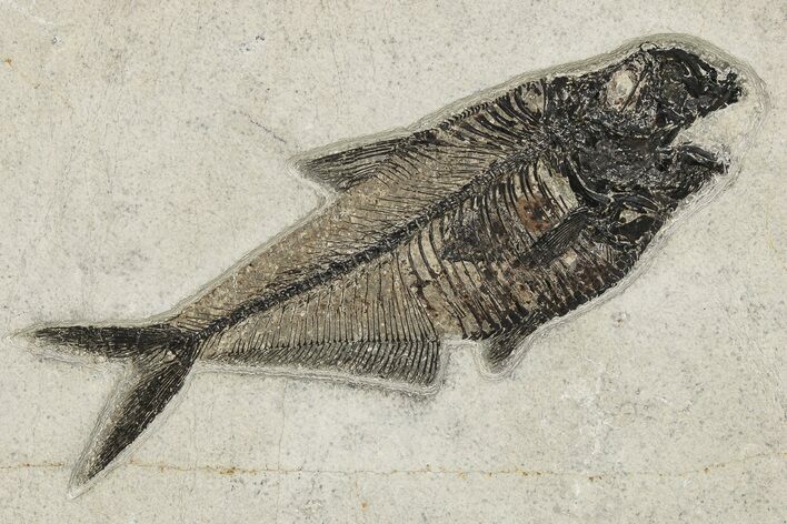 Fossil Fish (Diplomystus) w/ Fish in Stomach - Wyoming #222865